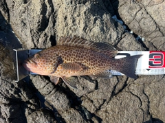 オオモンハタの釣果