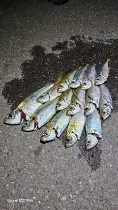 アジの釣果