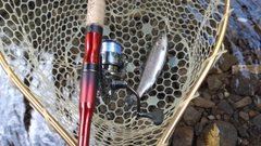 レインボートラウトの釣果