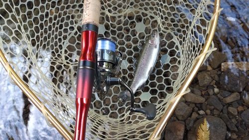 レインボートラウトの釣果