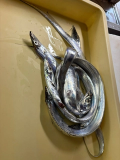 タチウオの釣果