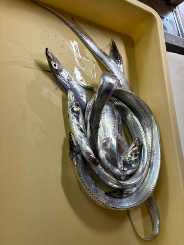 タチウオの釣果