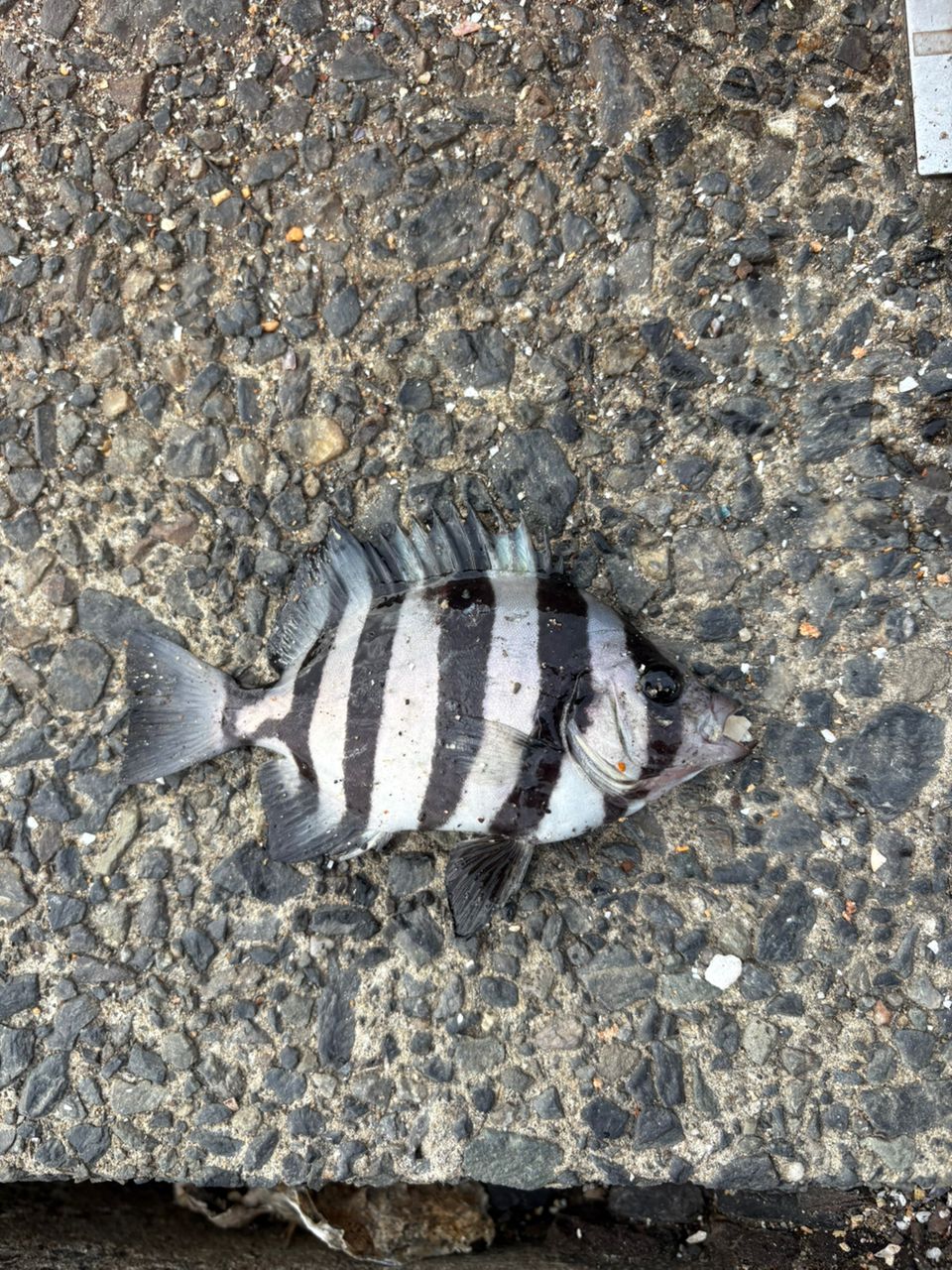 イシダイ