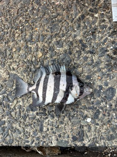 イシダイの釣果