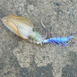 アオリイカ