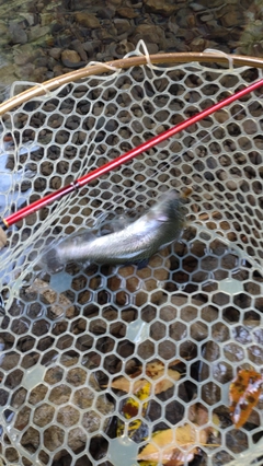 レインボートラウトの釣果
