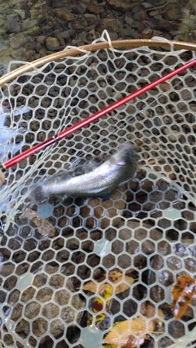レインボートラウトの釣果