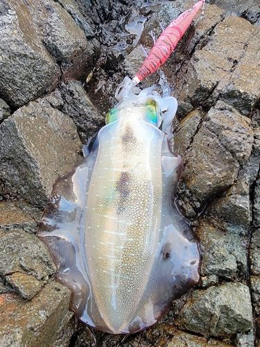 アオリイカの釣果