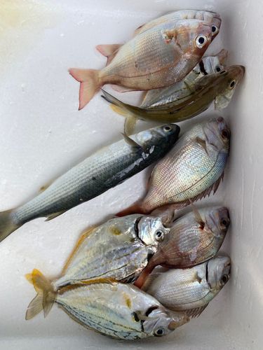 チャリコの釣果