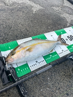 カンパチの釣果