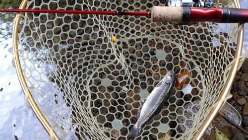 レインボートラウトの釣果