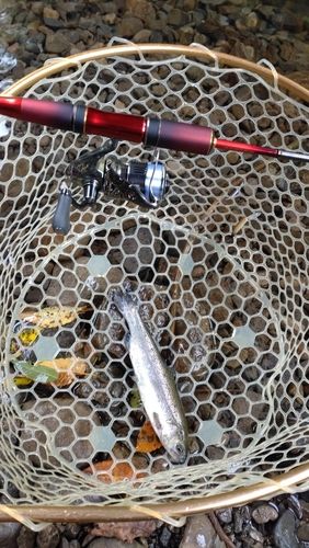 レインボートラウトの釣果