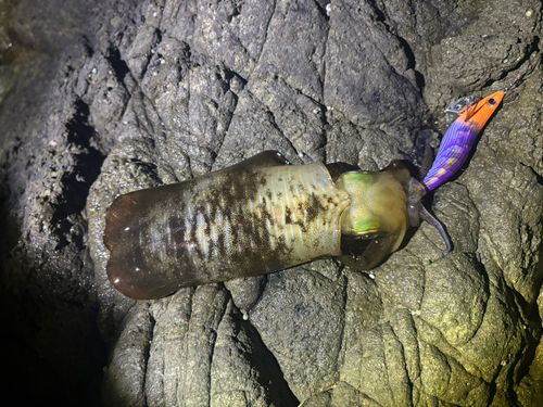アオリイカの釣果