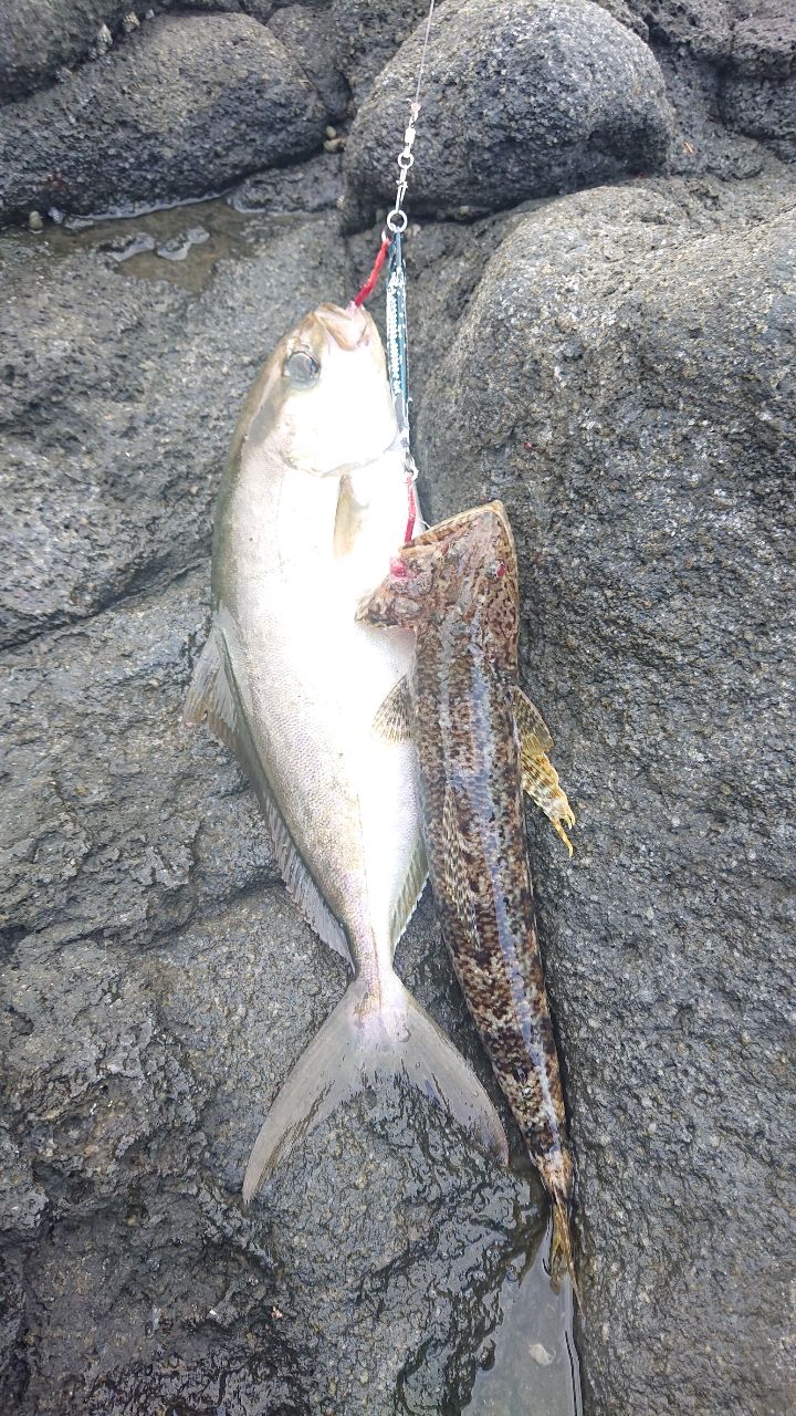 ショゴ