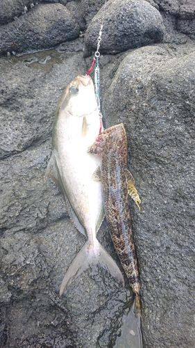 ショゴの釣果