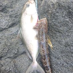 ショゴ