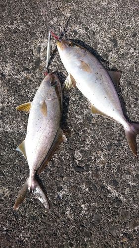 ショゴの釣果