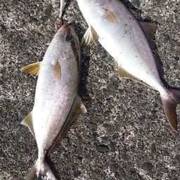 ショゴ
