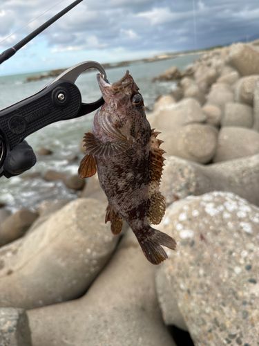 ムラソイの釣果