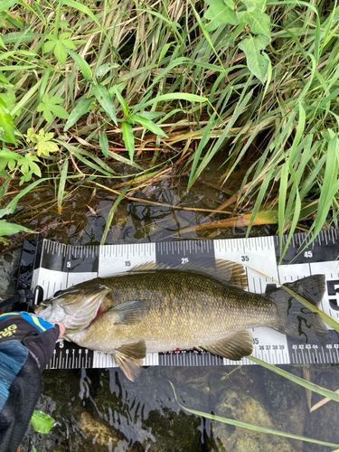 スモールマウスバスの釣果