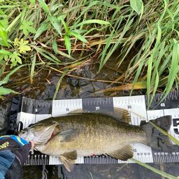 スモールマウスバス