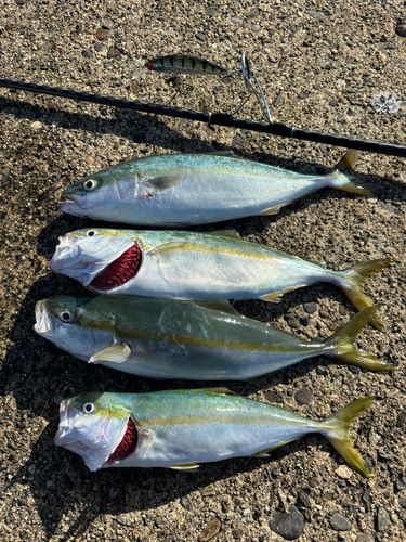 ワカシの釣果