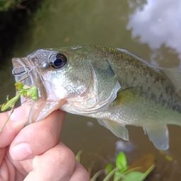 ラージマウスバス