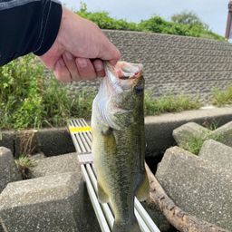ブラックバス