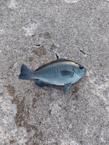 グレの釣果
