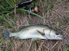 セイゴ（タイリクスズキ）の釣果