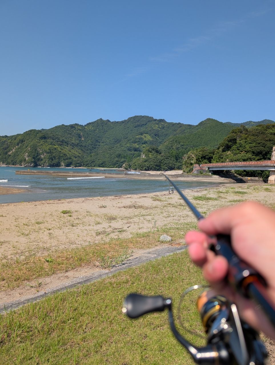 セイゴ（タイリクスズキ）