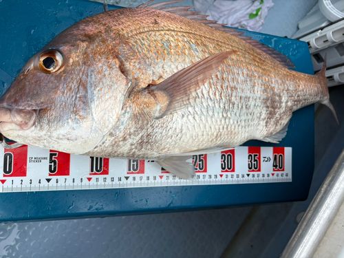 マダイの釣果