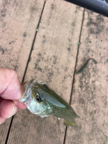 ブラックバスの釣果