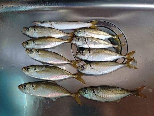 アジの釣果