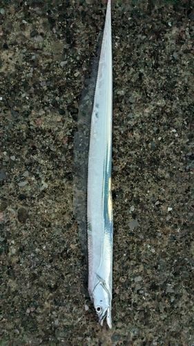 タチウオの釣果