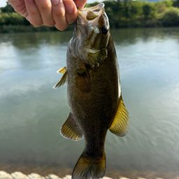 スモールマウスバス