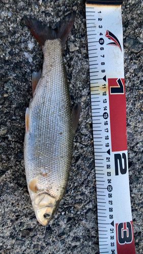 ウグイの釣果