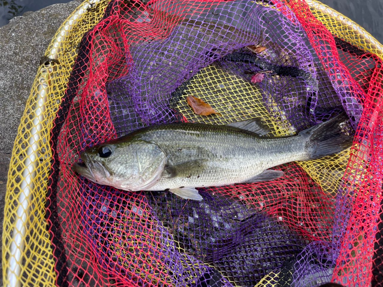 ラージマウスバス