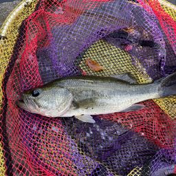 ラージマウスバス