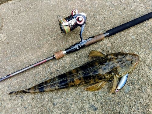 マゴチの釣果