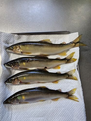 アユの釣果