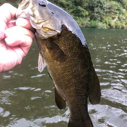 スモールマウスバス