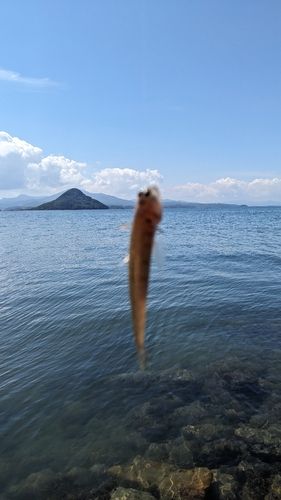 大矢野島