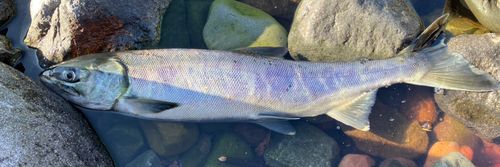 アキアジの釣果