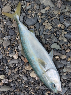 イナダの釣果