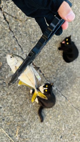 メッキの釣果