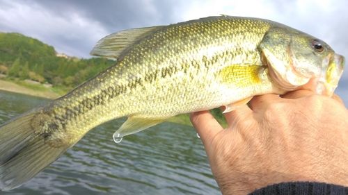 ラージマウスバスの釣果