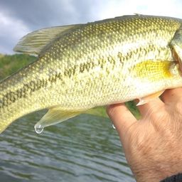 ラージマウスバス