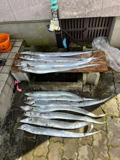 タチウオの釣果