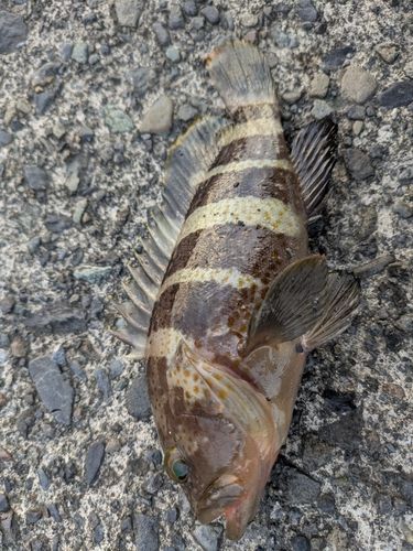 アオハタの釣果